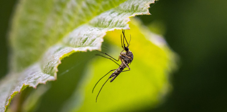 Proti komarjem s pomočjo eteričnih olj