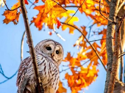 Sporočilo za mesec april