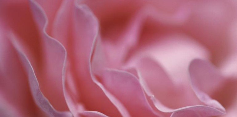 Spletni program za prebujanje ženstvenosti: Odpri svoj cvet