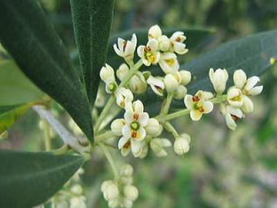 Bachove cvetne esence