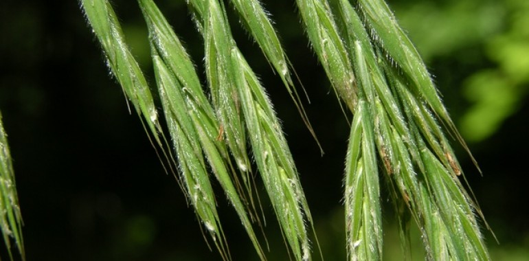 Divji oves (Bromus ramosus)