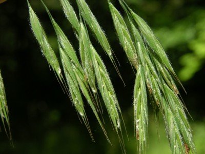 Divji oves (Bromus ramosus)