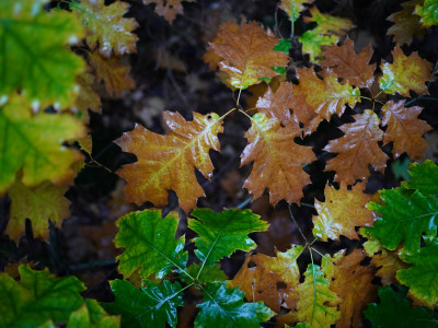 ZVOČNA KOPEL RAZBREMENITEV - handpan in kristalne sklede