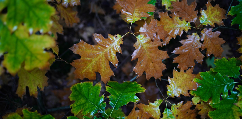 ZVOČNA KOPEL RAZBREMENITEV - handpan in kristalne sklede