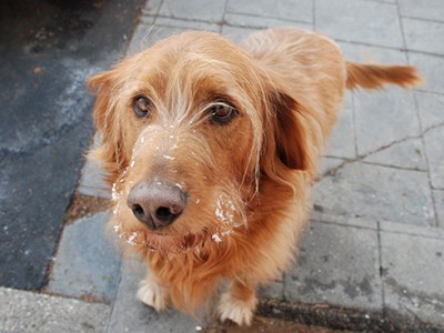 Zdravljenje psov z bioterapijo