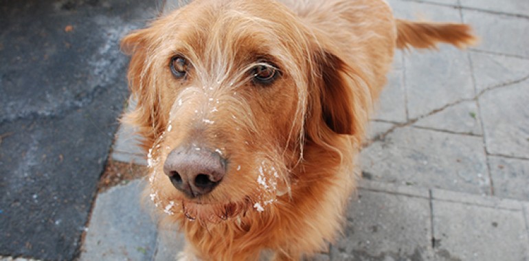 Zdravljenje psov z bioterapijo
