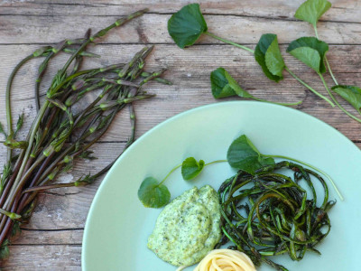 Hmelj - kako si sami lahko iz njega pripravite specialiteto