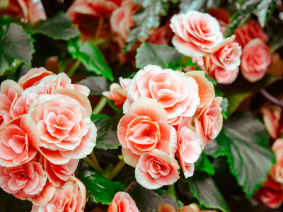 Življenjske strategije za senzibilne ljudi