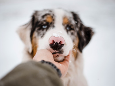 Ko te Žival intuitivno prikliče