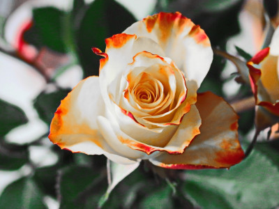 Ne sprijazni se z manj, kot si vredna!