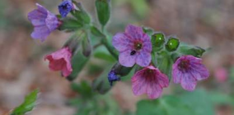 Pljučnik (Pulmonaria officinalis)