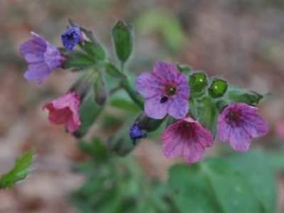 Pljučnik (Pulmonaria officinalis)