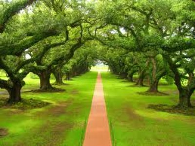 Človek  je  božje  bitje  naravnega vitalizma