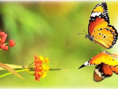 Potrpežljivost in cilji