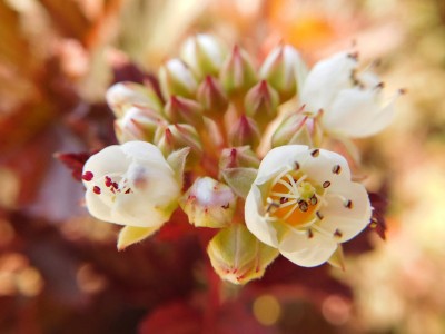 Prebujen ženski princip preobraža svet