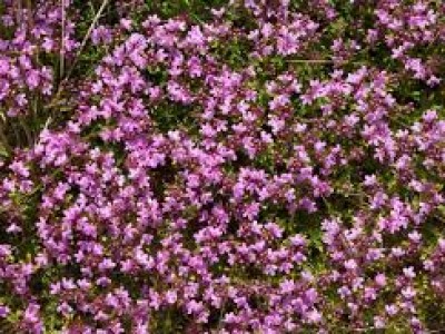 Zelišča za hujšanje: materina dušica