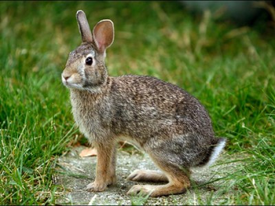 Žival Moči:  Zdravilne Moči Energij Zajca