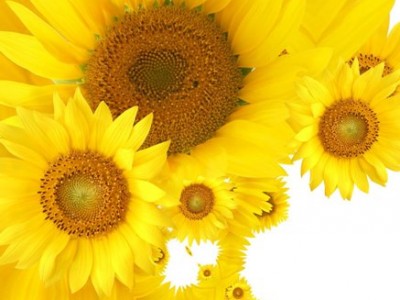 Ravnovesje življenja