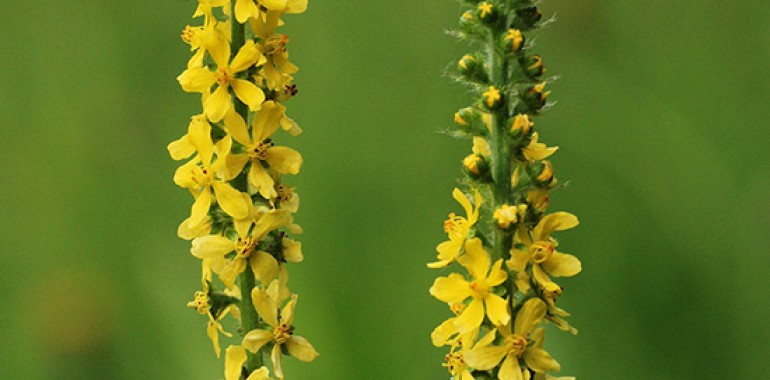 Repik - Agrimony (Agrimonia eupatoria)