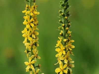 Repik - Agrimony (Agrimonia eupatoria)
