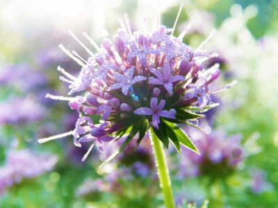 Ali smo res mi, ali je naš um?