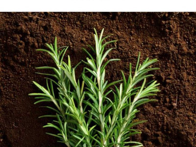 Rožmarin – dragoceno zelišče v zeliščarski praksi