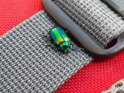 Hroščevo sporočilo