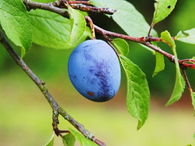 Slive in Slivova pita