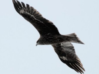 Živalski vodnik - sokol