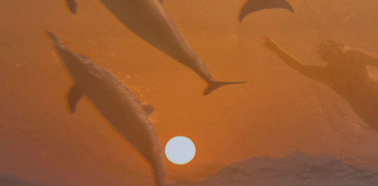 Plavanje z DELFINI za Solsticij