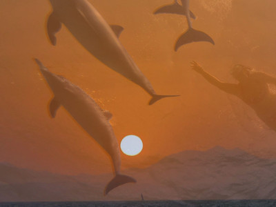 Plavanje z DELFINI za Solsticij