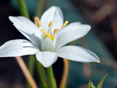 Betlehemska zvezda - Star of Betlehem (Ornithogalum umbellatum)