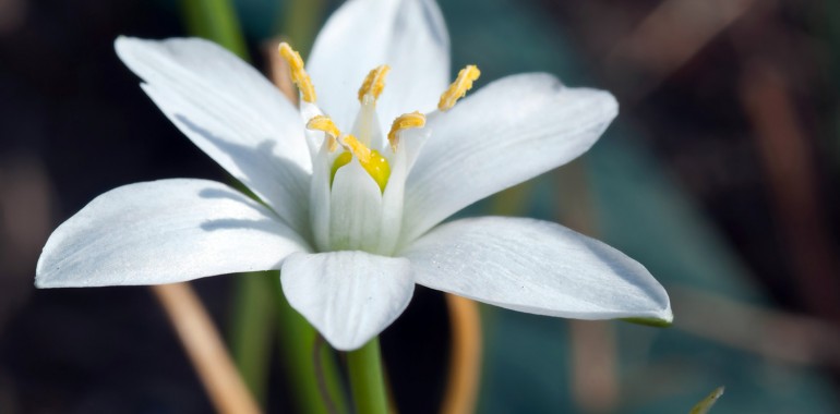 Betlehemska zvezda - Star of Betlehem (Ornithogalum umbellatum)