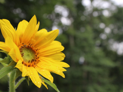 Svetovanje za senzibilne ljudi in empate