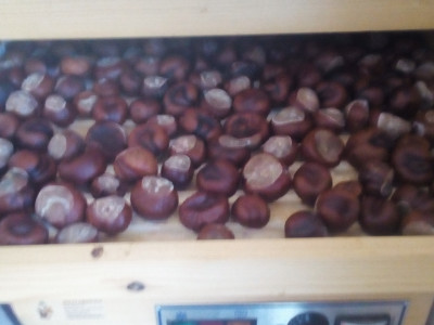 Divji kostanj nekoliko drugače 1 - priprava