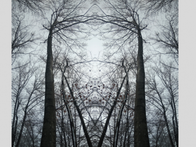 Mentorstvo mojega drevesa