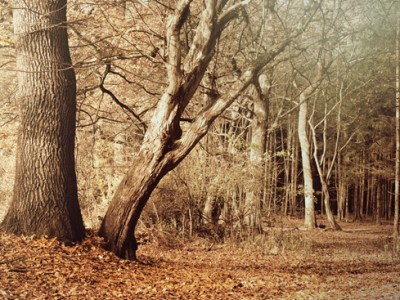 Odvisnost od strahov