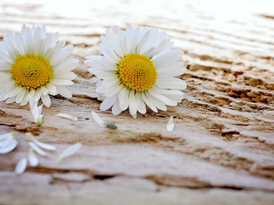 Darilo neuspelih odnosov