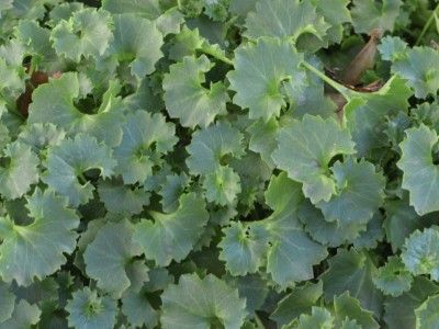 Kako ustvarjamo svoje 'probleme' ?