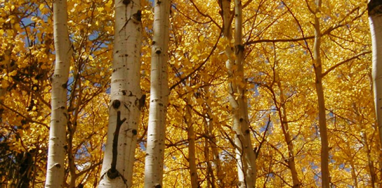 Trepetlika - Aspen (Populus tremula)