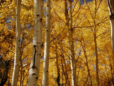 Trepetlika - Aspen (Populus tremula)