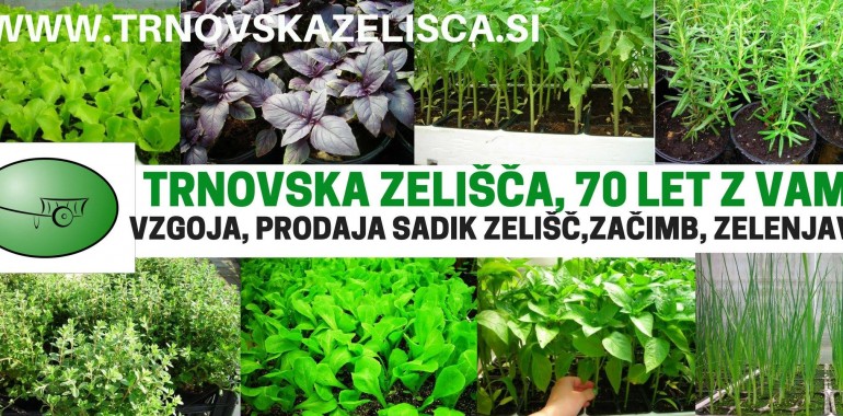 Trnovska zelišča, vzgoja in prodaja zelišč