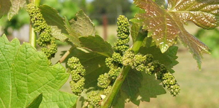 Vinska trta - Vine (Vitis vinifera)