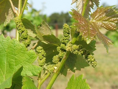 Vinska trta - Vine (Vitis vinifera)