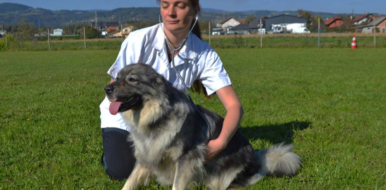 Prva veterinarska ambulanta s ponudbo reikija v Sloveniji