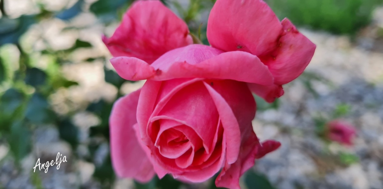 Svetlobne modrosti: modrost občutenja