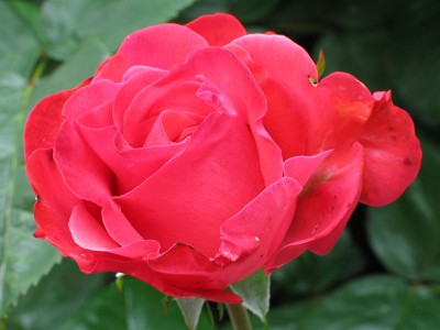 Razcvet ženske 2.del