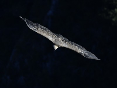 Intuitivni numerološki namig: 27. 5.–2. 6. 2019