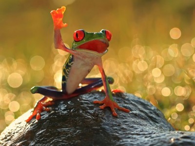 Žival Moči:  Zdravilne Moči Energij Žabe