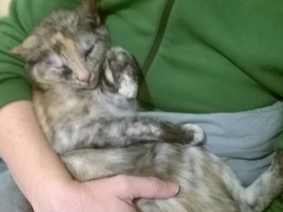 Nega živali: uporaba eteričnih olj